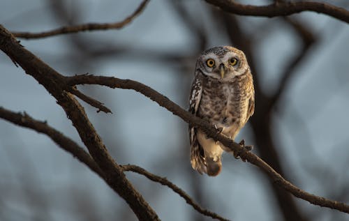 Imagine de stoc gratuită din a închide, animal, bufniță