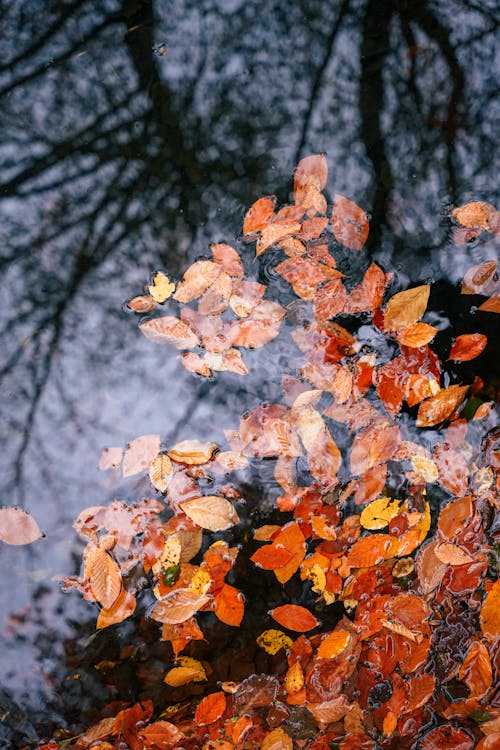 Close-Up Photo of Dry Leaves on Water · Free Stock Photo