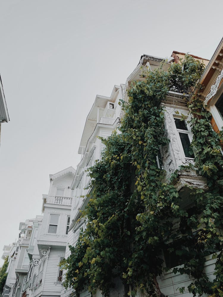 Creeper Growing On Facade Of House