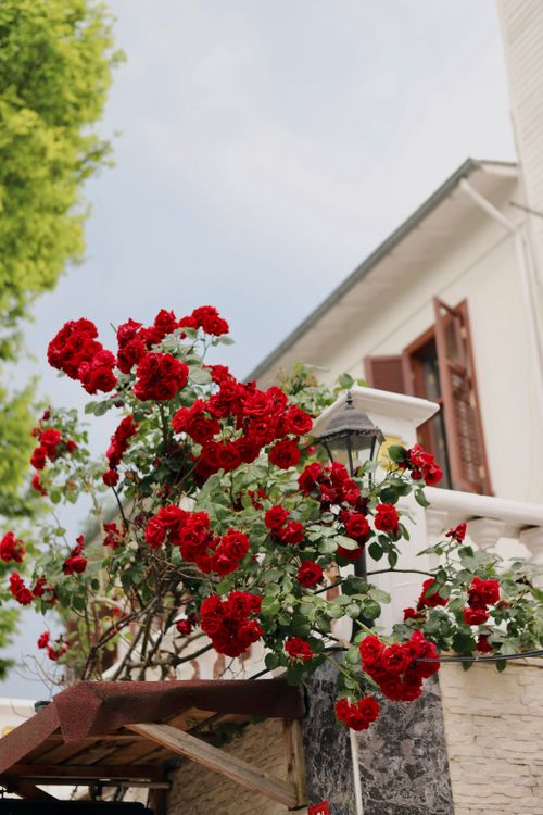 Free Cluster of red roses against a charming house facade in Istanbul on a clear day. Stock Photo