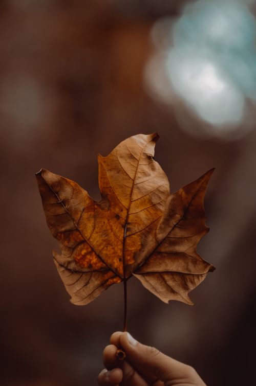 Free A close-up shot of a hand holding an autumn maple leaf with a blurred background, captured outdoors in Istanbul. Stock Photo