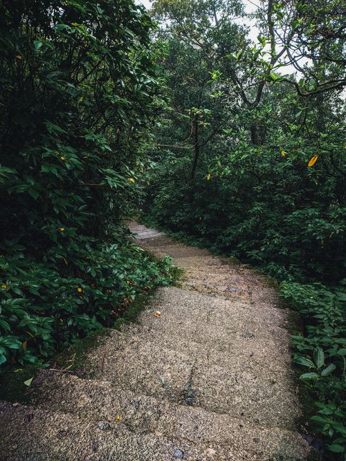 Free Serene stone pathway winding through lush forest in Aamby Valley, India. Ideal for nature exploration. Stock Photo