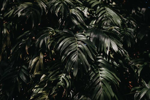 Imagine de stoc gratuită din araceae, frunze verzi, luxuriant
