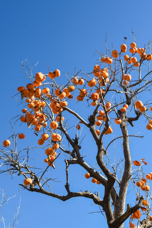 Free Orange persimmons hanging on leafless tree branches against a clear blue sky. Stock Photo