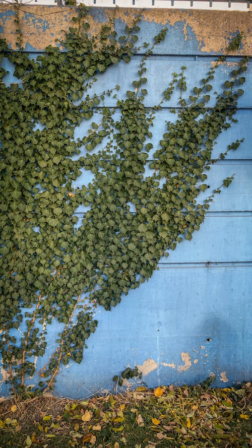 나뭇잎, 벽, 수직 쐈어의 무료 스톡 사진