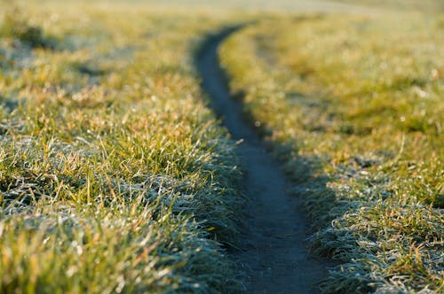 Free stock photo of autumn, frost, meadow