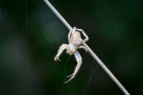 Close Up of Spider