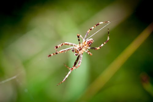Close Up of Spider