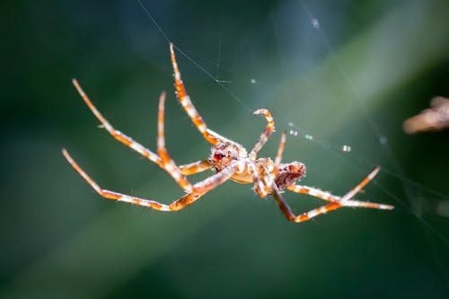 Close Up Shot of a Spider