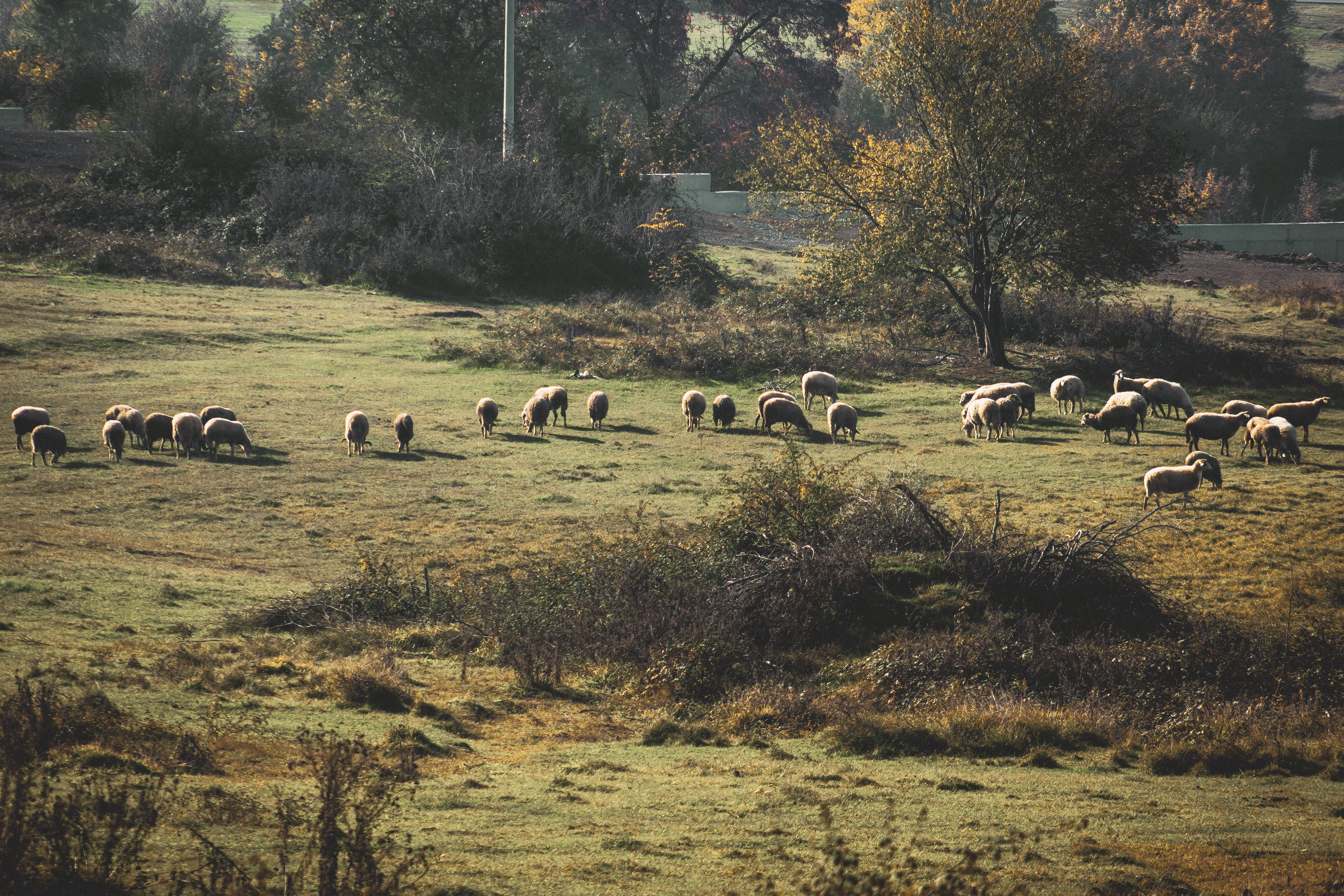 Herd of Sheep on Green Grass Field · Free Stock Photo