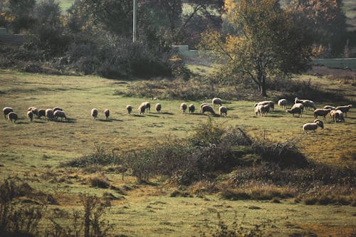 alan, besi hayvanları, büyükbaş hayvan sürüsü içeren Ücretsiz stok fotoğraf