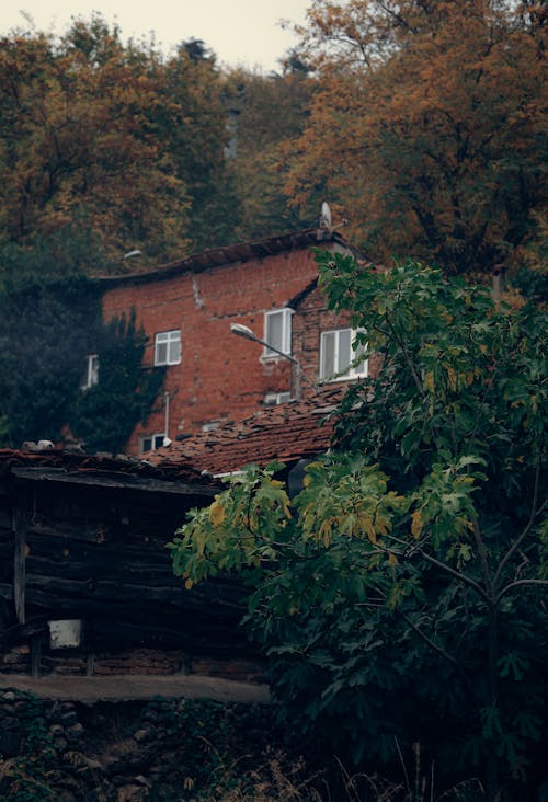 Fotos de stock gratuitas de abandonado, arboles, arruinado