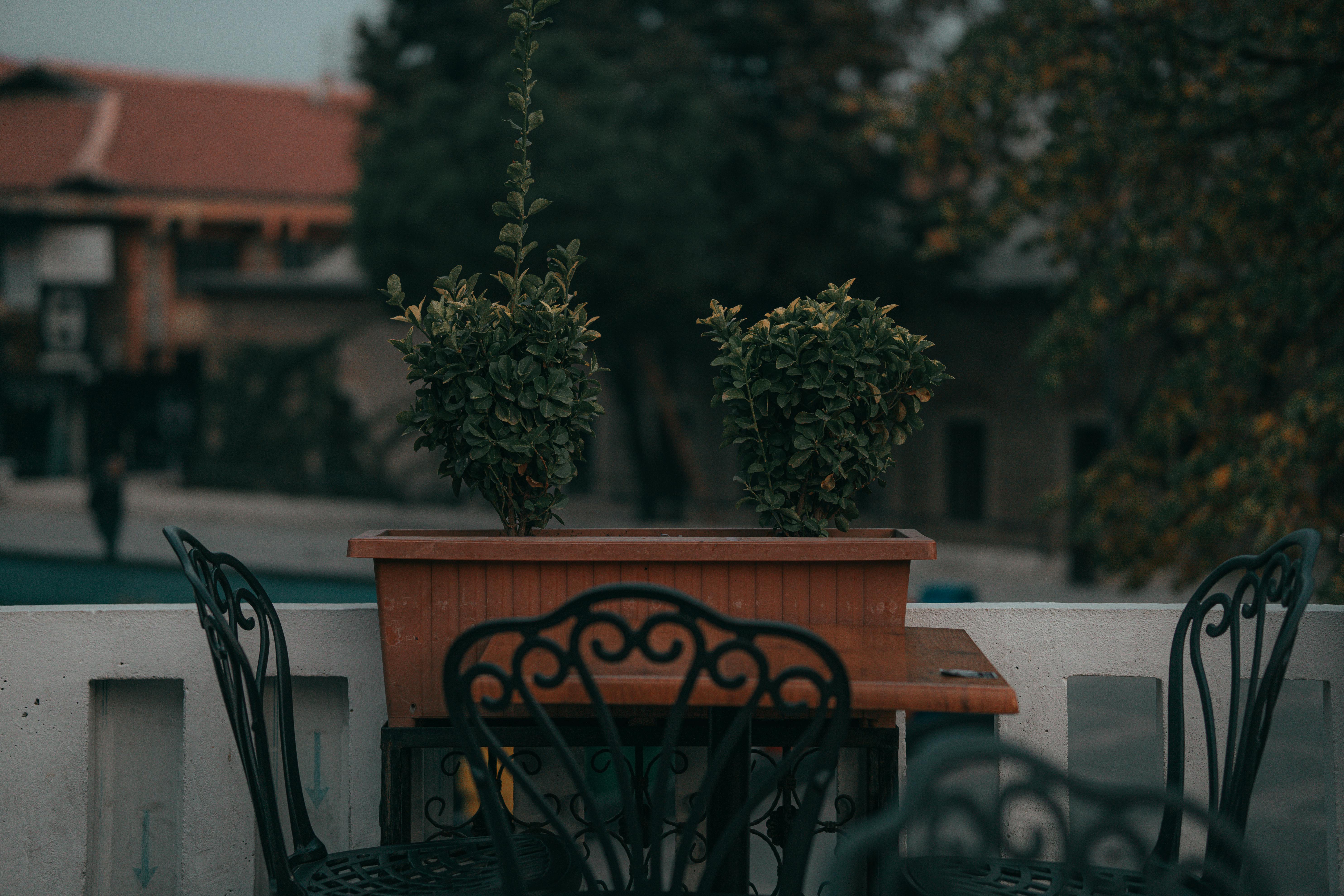 Vibrant flower pots arranged neatly on wooden racks against a textured wall, ideal for garden enthusiasts.