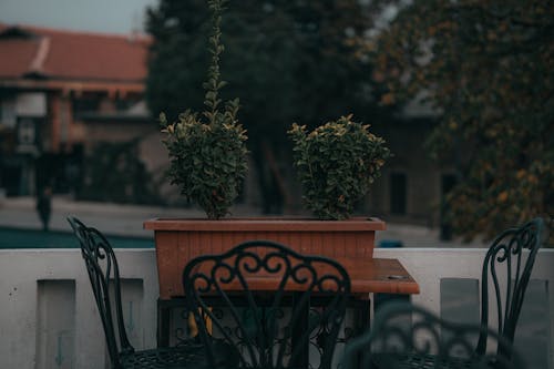 Boxwood Plants in a Pot on a Balcony 