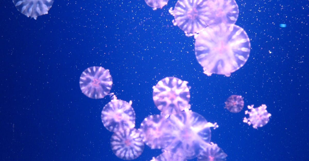 Free stock photo of blue, jellyfish, jellyfishes