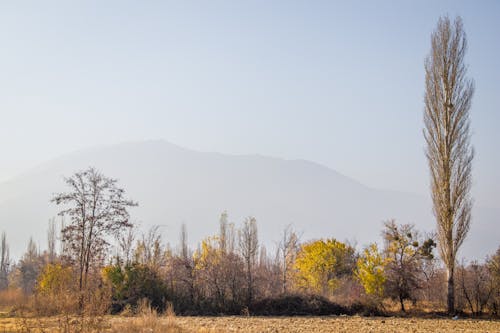 Autumnal Landscape of Trees and a Mountain Outline in Fog