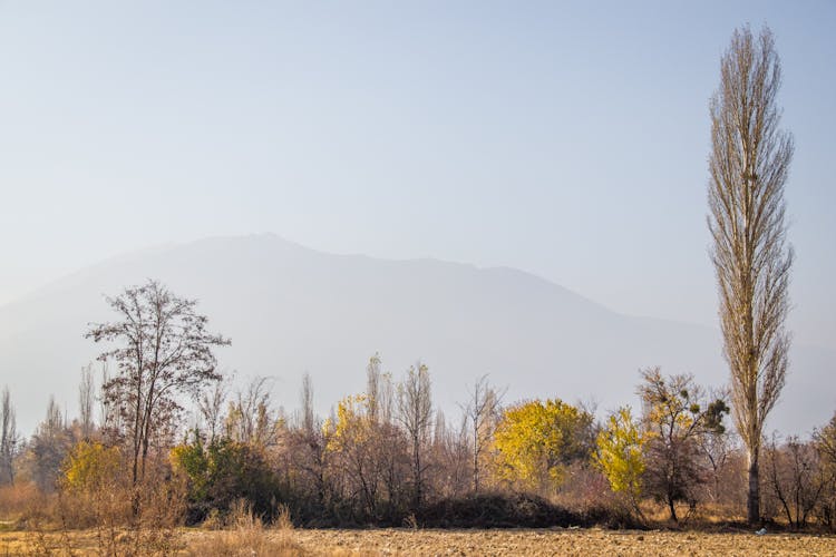 Autumnal Landscape Of Trees And A Mountain Outline In Fog