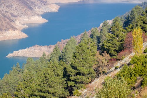 An Aerial Photography of Green Trees Near the Body of Water