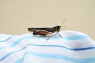 条纹织物上蚱蜢的详细图像，展示了其复杂的特征