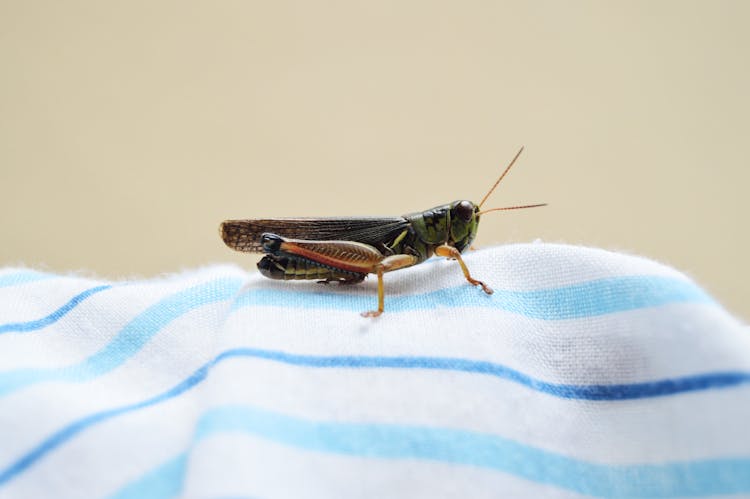 Cricket On Top Of Fabric 