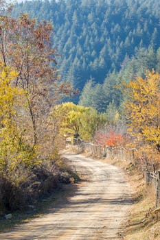 Beautiful rural dirt road lined with colorful autumn trees in a serene forest landscape.