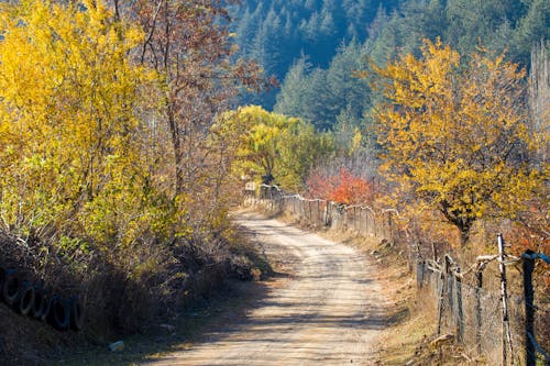 Foto profissional grátis de árvores, cerca, curvado