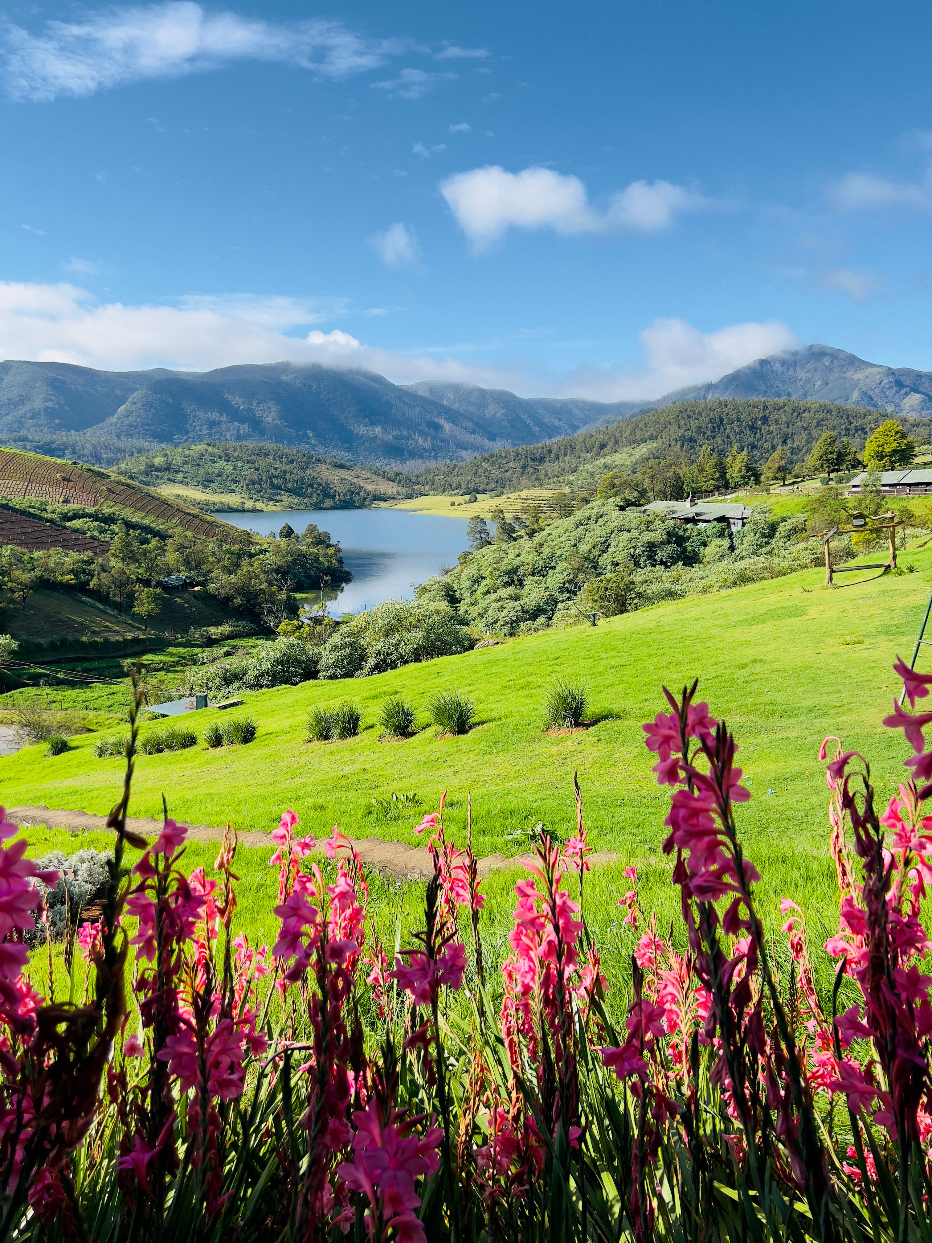 View of a Meadow · Free Stock Photo