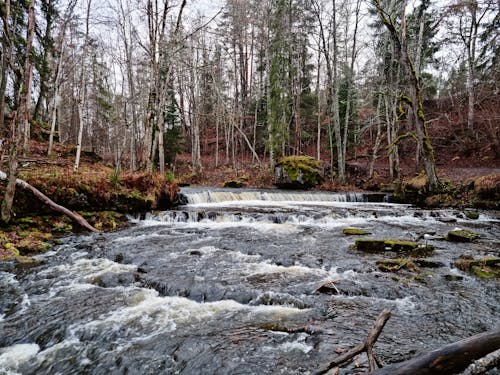 Immagine gratuita di acqua corrente, acqua di fiume, alberi forestali