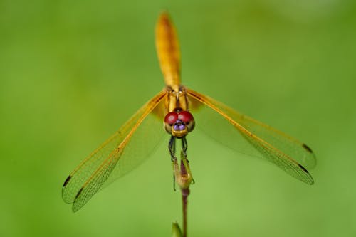 Dragonfly in Close Up
