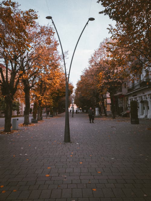 Foto profissional grátis de árvores, calçada, calçadas