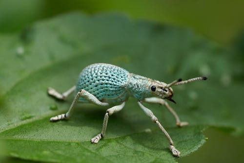 Insect on Leaf