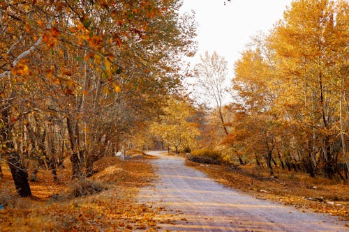 Road between Tree with Yellow Leaves in Autumn 