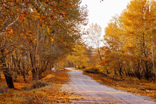 A scenic road winds through a vibrant forest with golden autumn foliage.
