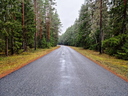 Kostnadsfri bild av asfalterad väg, asfaltväg, barrträd