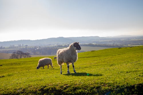 Sheep on a Grass Field 