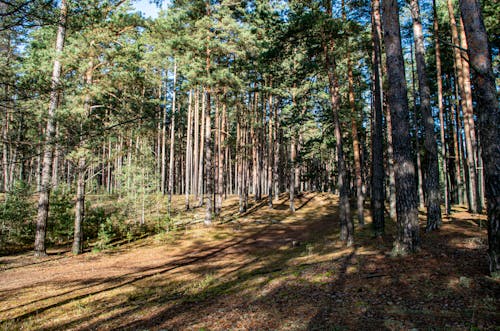 Бесплатное стоковое фото с вид на лес, осень, сосны
