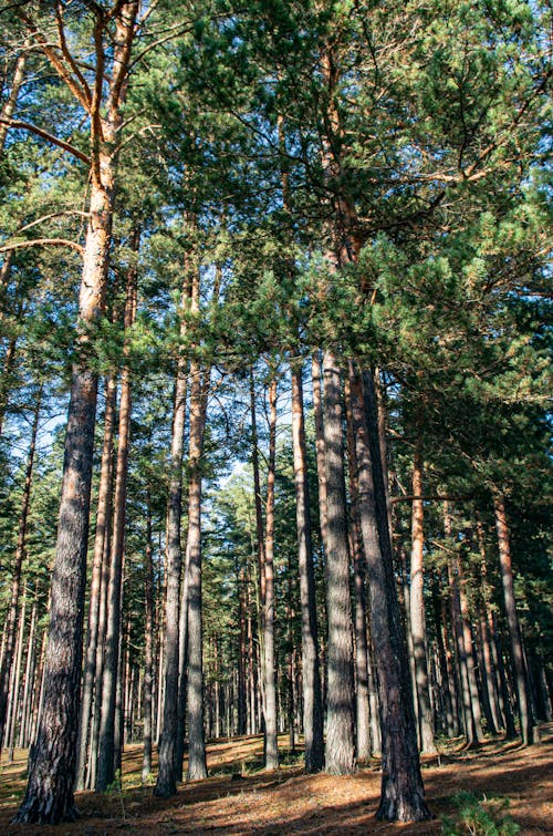 Бесплатное стоковое фото с вид на лес, осень, сосны