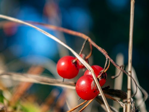 Бесплатное стоковое фото с ландыш, лесная природа, осень