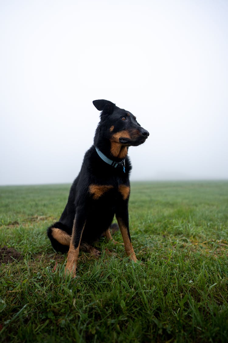 A Black And Brown Dog Sitting On Green Grass