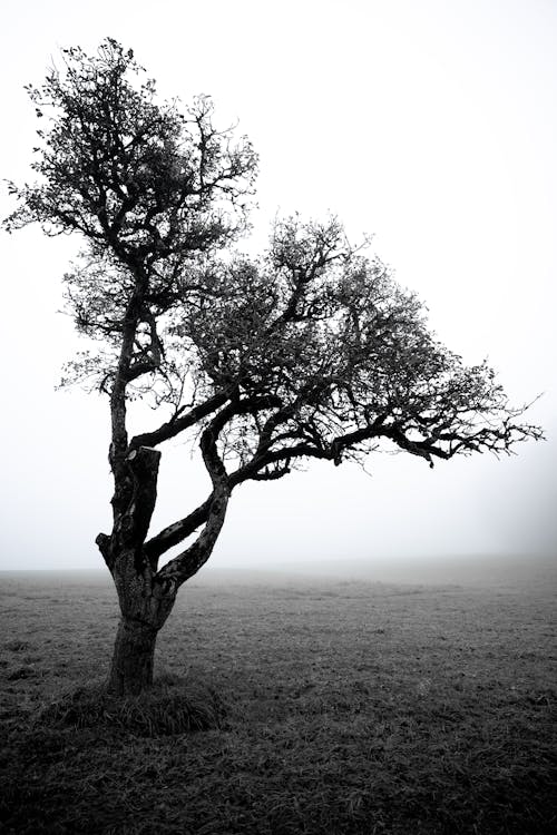 Black and White Photo of Tree in a Field