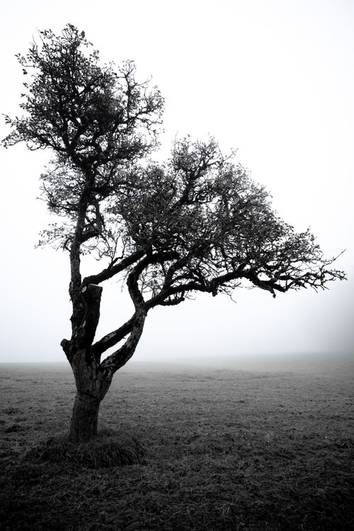 Free Monochrome image of a solitary tree in a foggy field, capturing serene isolation. Stock Photo
