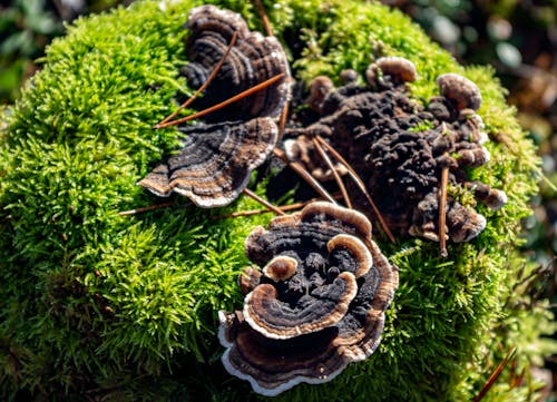 Бесплатное стоковое фото с вид на лес, грибы, осень