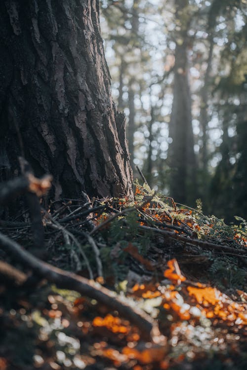 Ingyenes stockfotó darált, erdő, festői témában