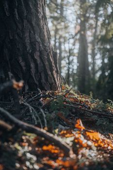 Tranquil autumn forest capturing light filtering through trees and scattered leaves in Silvolde.
