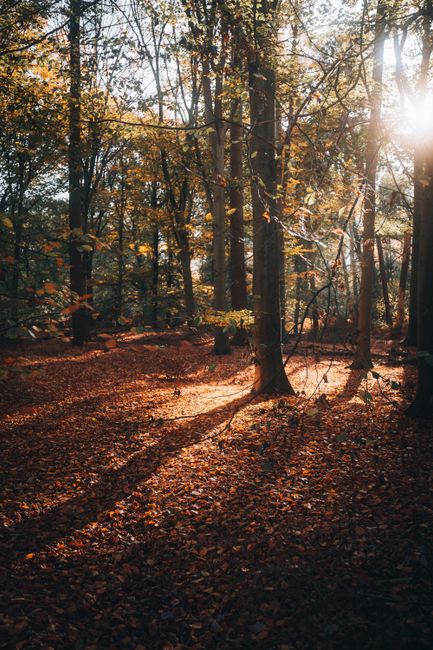 Beautiful autumn forest scene in Silvolde, Netherlands. Sunlight filters through the trees, highlighting fallen leaves.