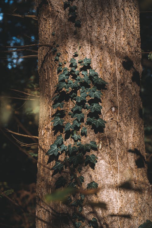 Бесплатное стоковое фото с вертикальный выстрел, вьющееся растение, древесная кора