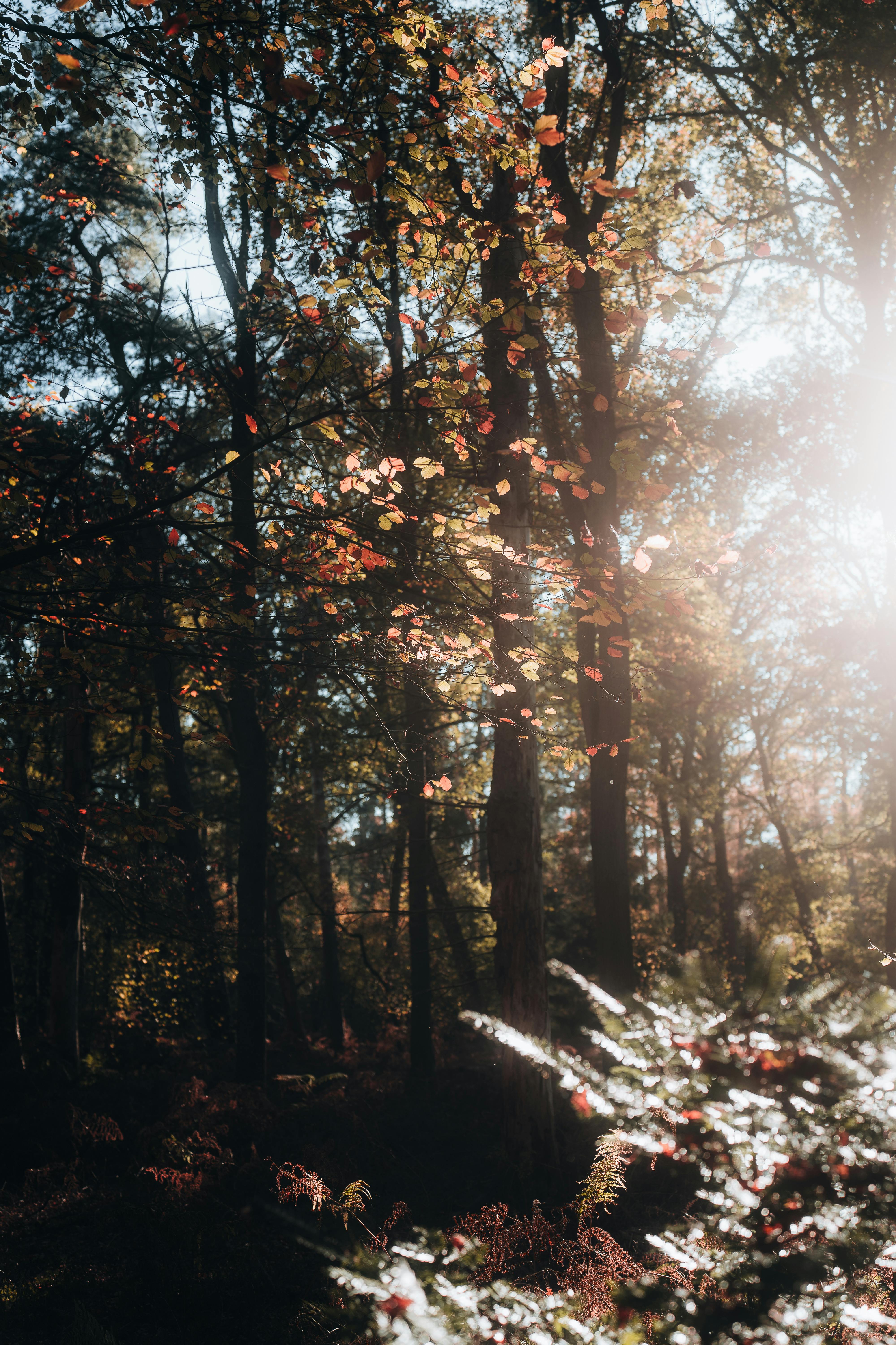 view of sun shining on autumnal trees in a forest