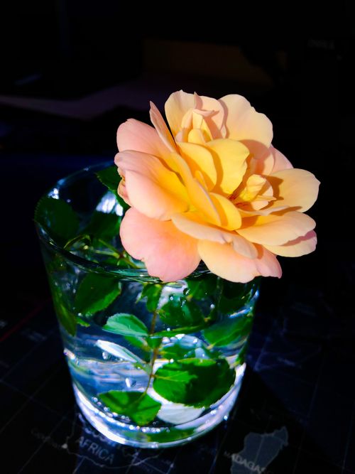 Free Whiskey Rose Stock Photo