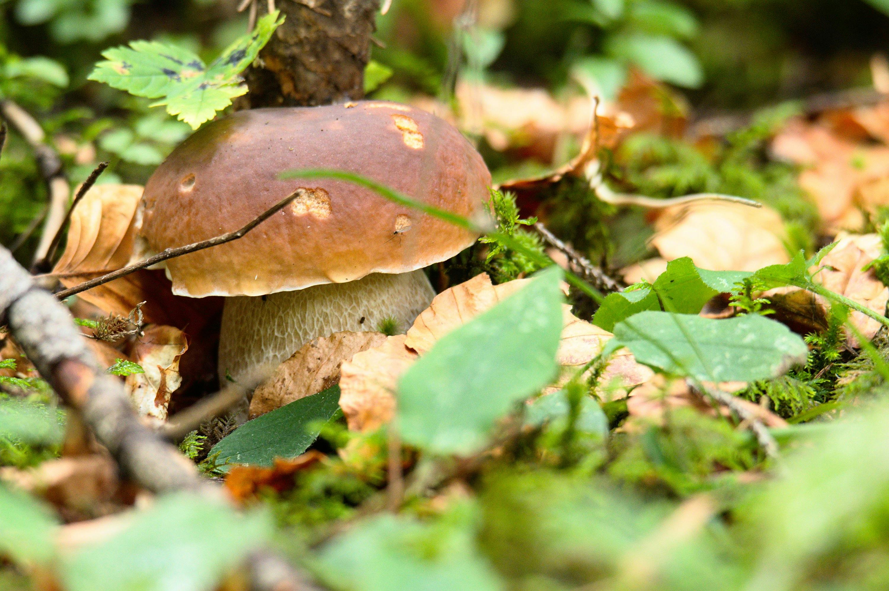 Free stock photo of forest floor, forest mushroom, mushroom
