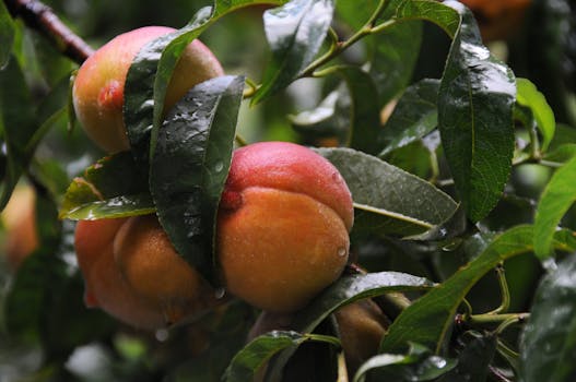 Close-up of ripe peaches with water droplets on tree branches, conveying freshness.